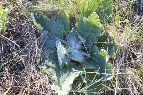 Mediterranean sage
