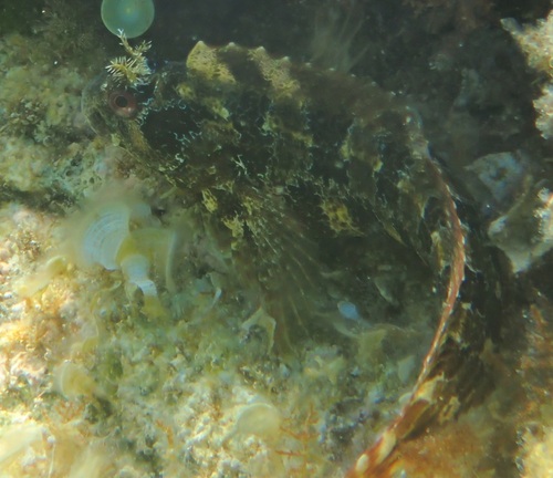 Parablennius gattorugine