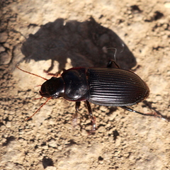 Harpalus caliginosus