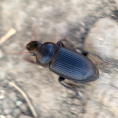 Harpalus caliginosus