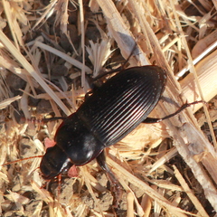 Harpalus caliginosus