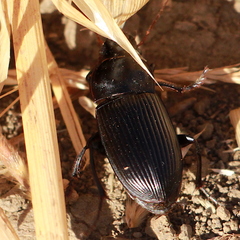 Harpalus caliginosus