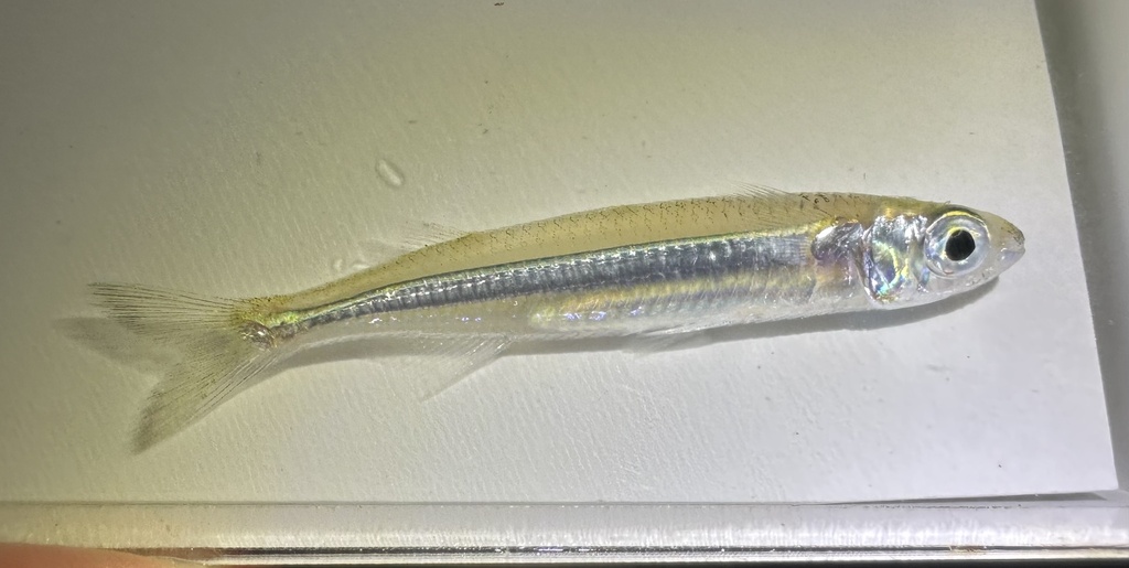 Samoan hardyhead (Hypoatherina temminckii) — Atherinidae
