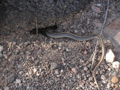 Salvadora deserticola