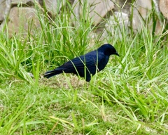 Ptiloxena atroviolacea