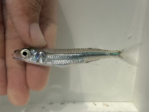 Samoan hardyhead (Hypoatherina temminckii) — Atherinidae