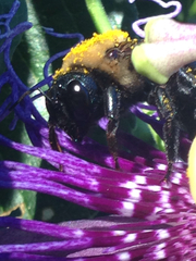 Xylocopa virginica texana