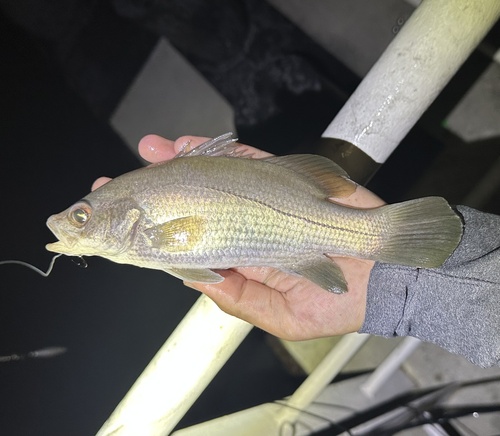 Dwarf palmer (Psammoperca waigiensis) — Latidae — 3