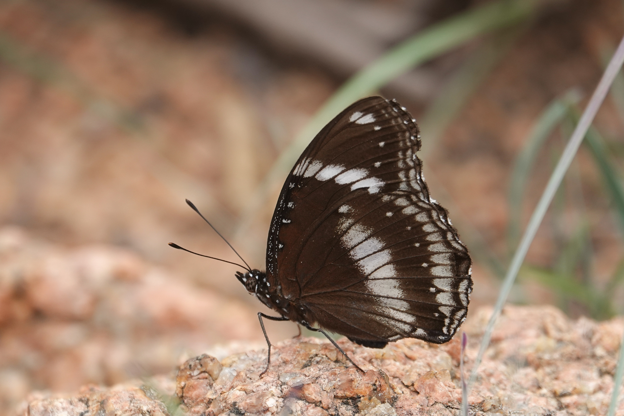 Great Eggfly