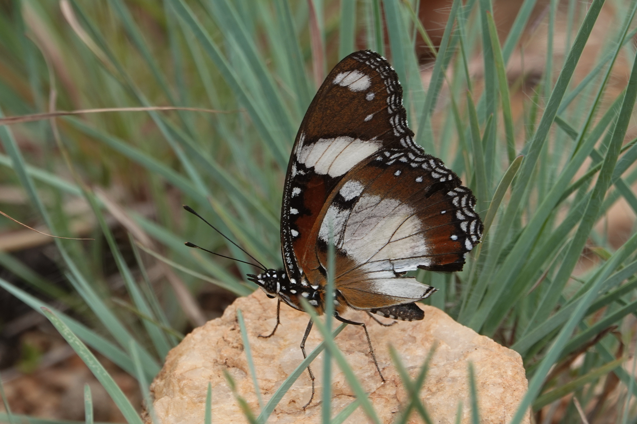 Danaid Eggfly