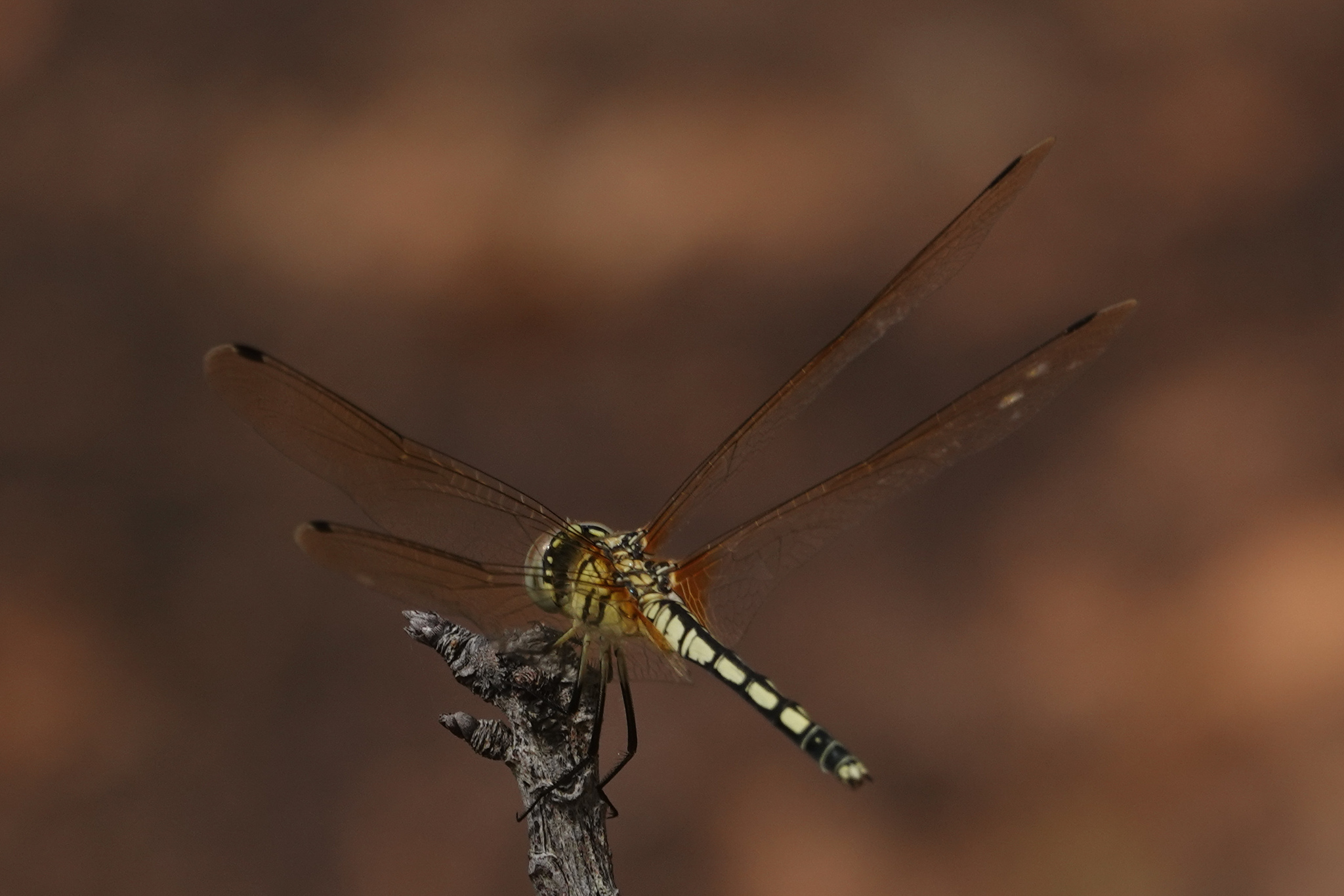 Long-Legged Marsh Glider