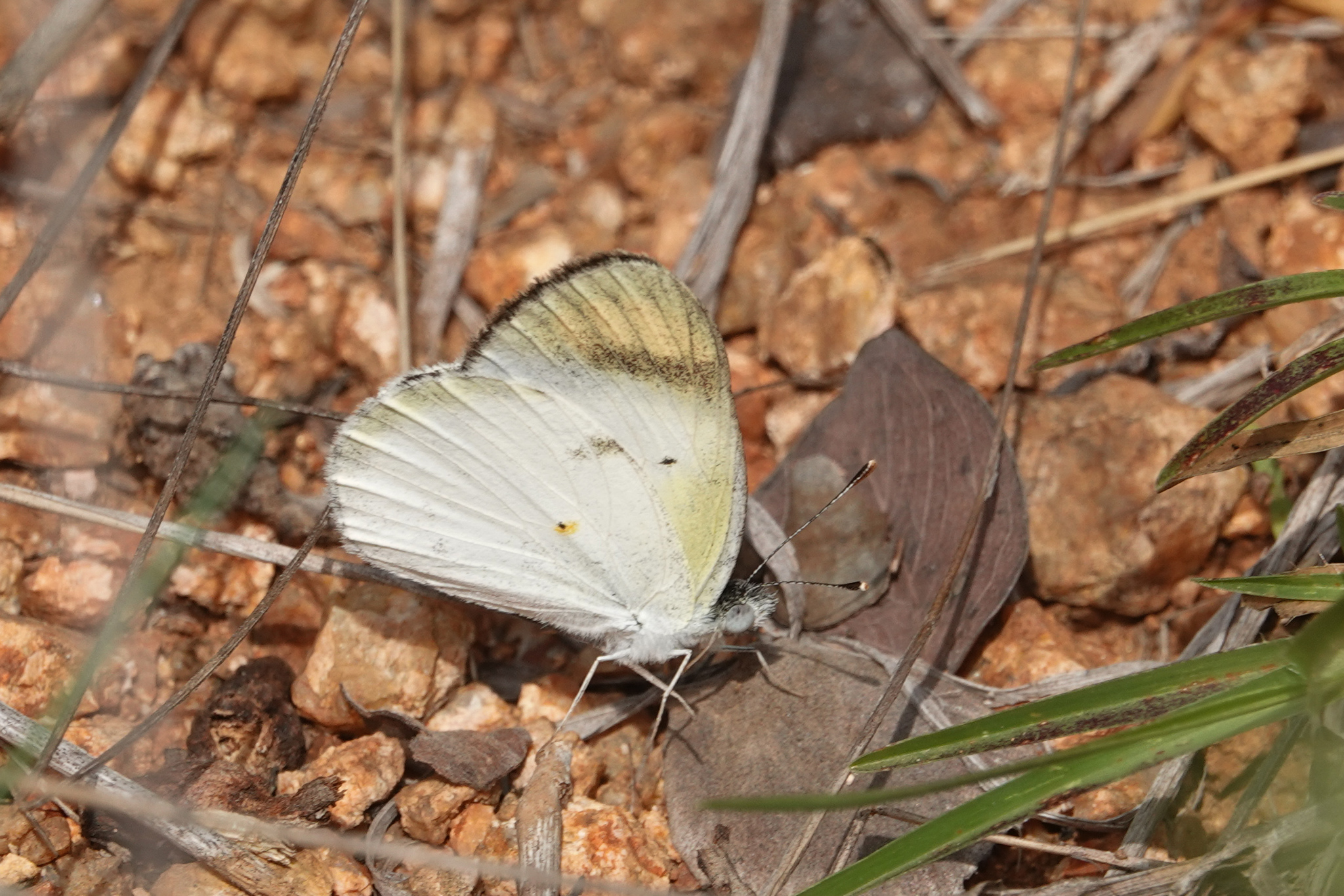 Little Orange-Tip