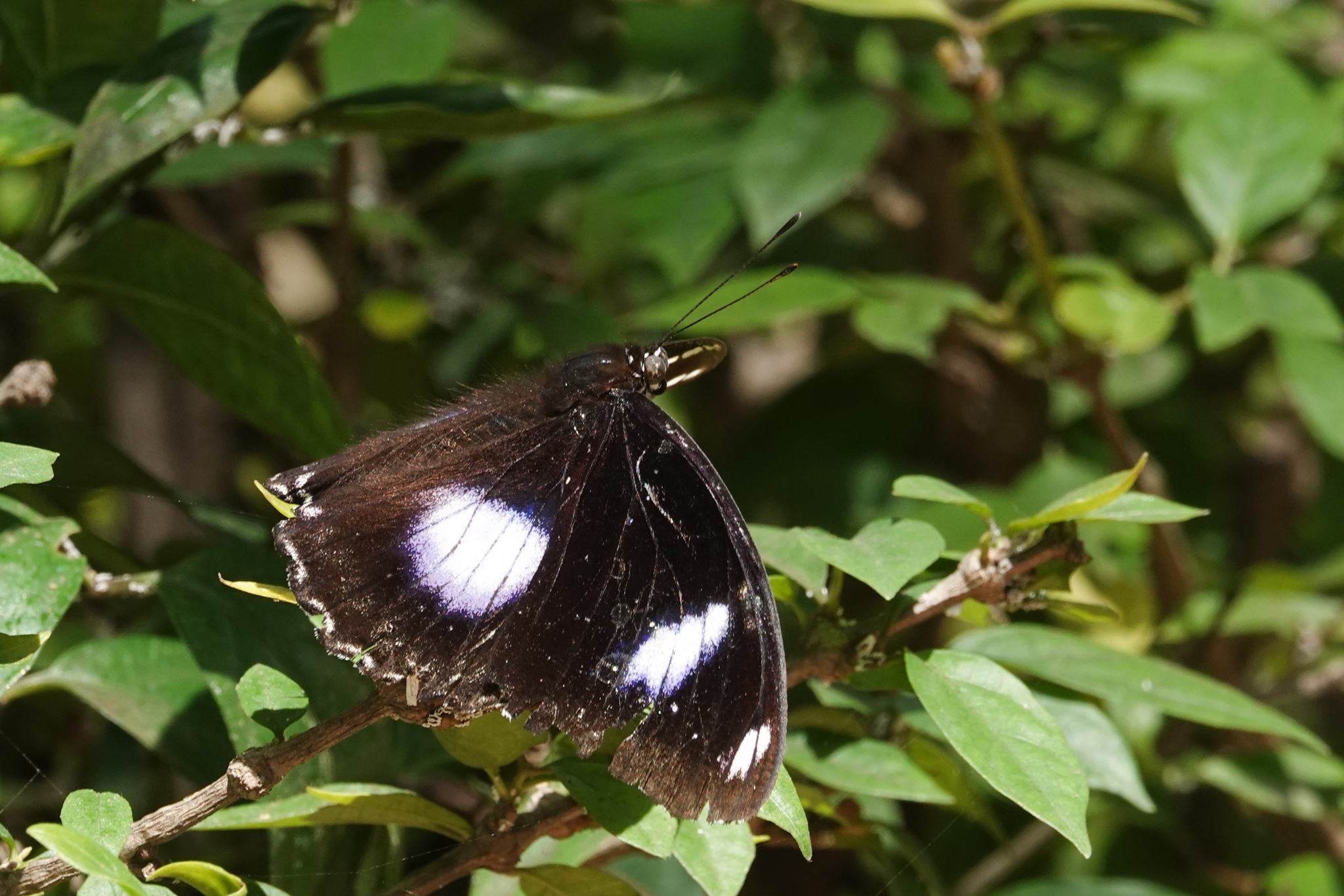 Great Eggfly