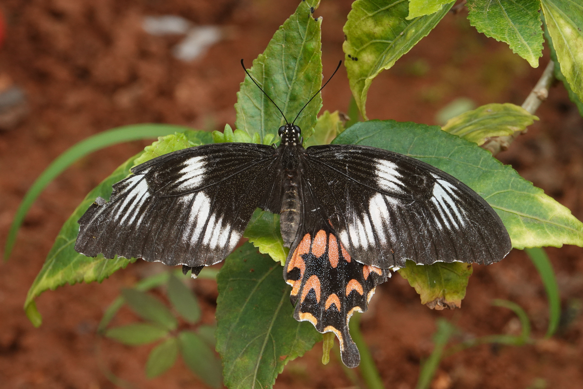 Common Mormon