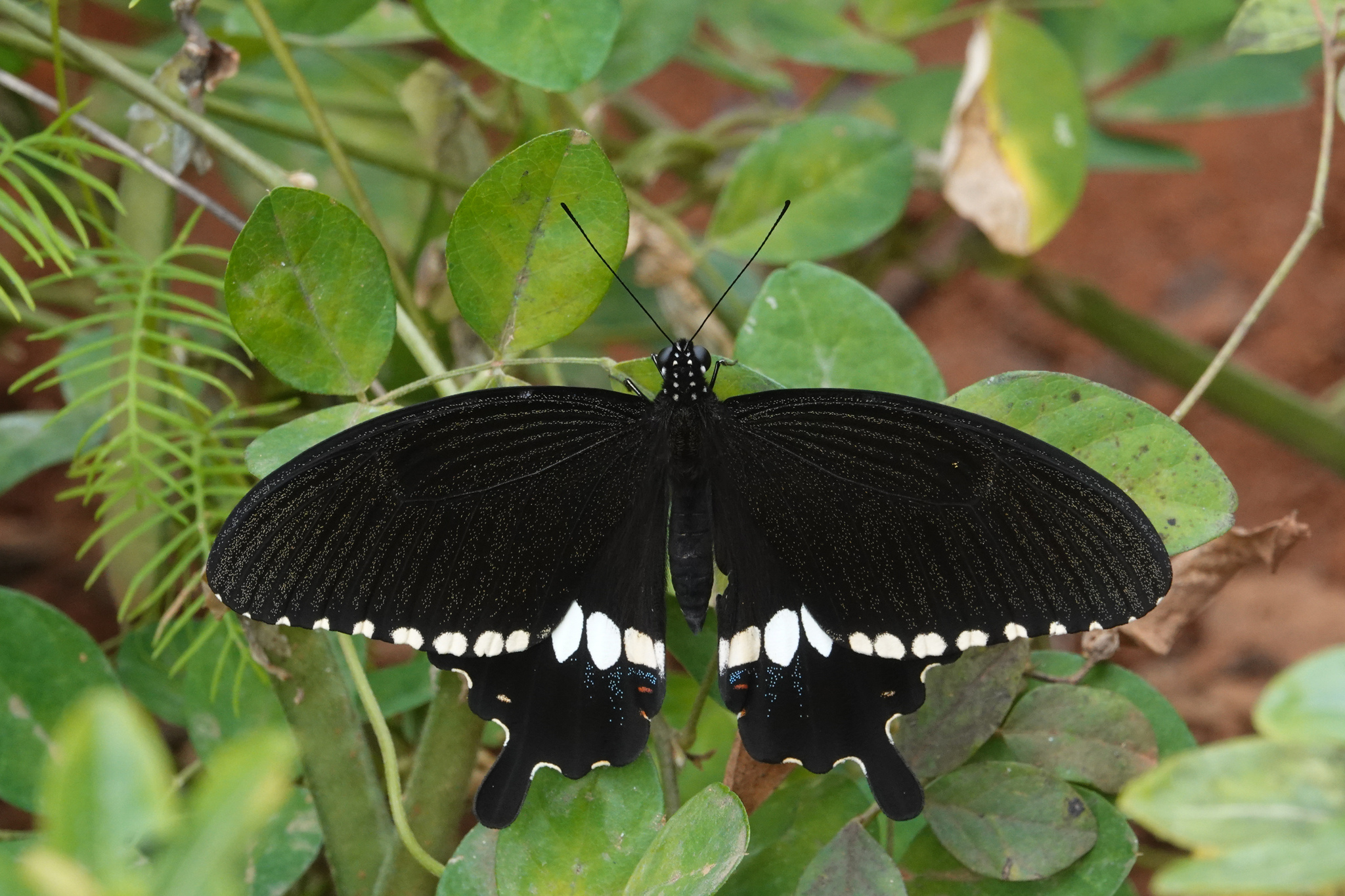 Common Mormon