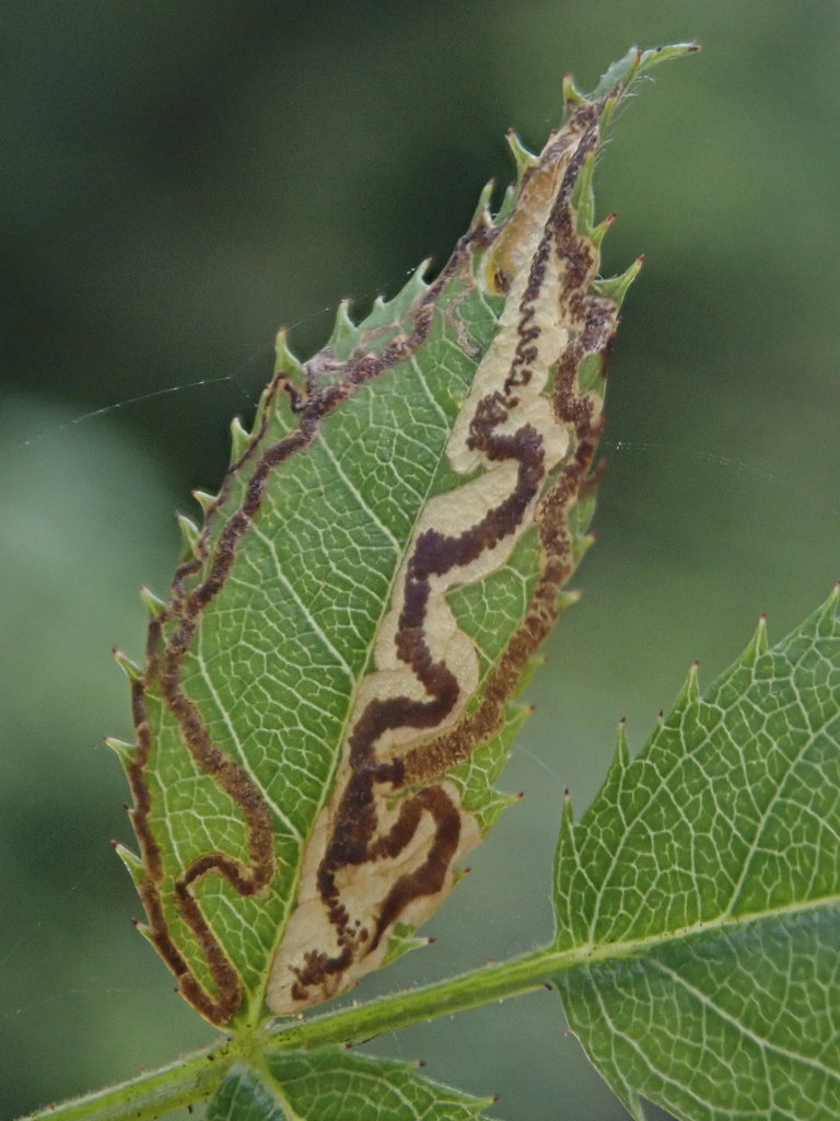 Rose Leaf Miner (Stigmella anomalella) · iNaturalist