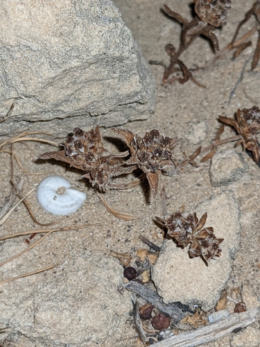 Plantago squarrosa iNat (2)