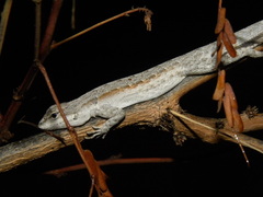 Urosaurus lahtelai