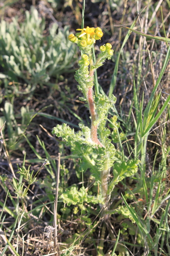 Eastern Groundsel