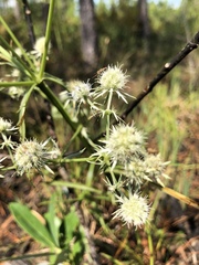 Eryngium aquaticum