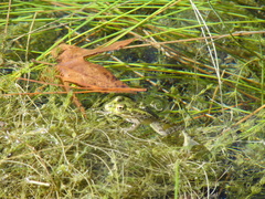 Lithobates chiricahuensis