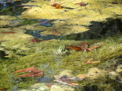 Lithobates chiricahuensis