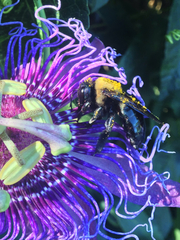 Xylocopa virginica texana