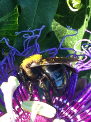 Xylocopa virginica texana
