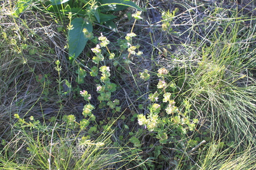 henbit deadnettle