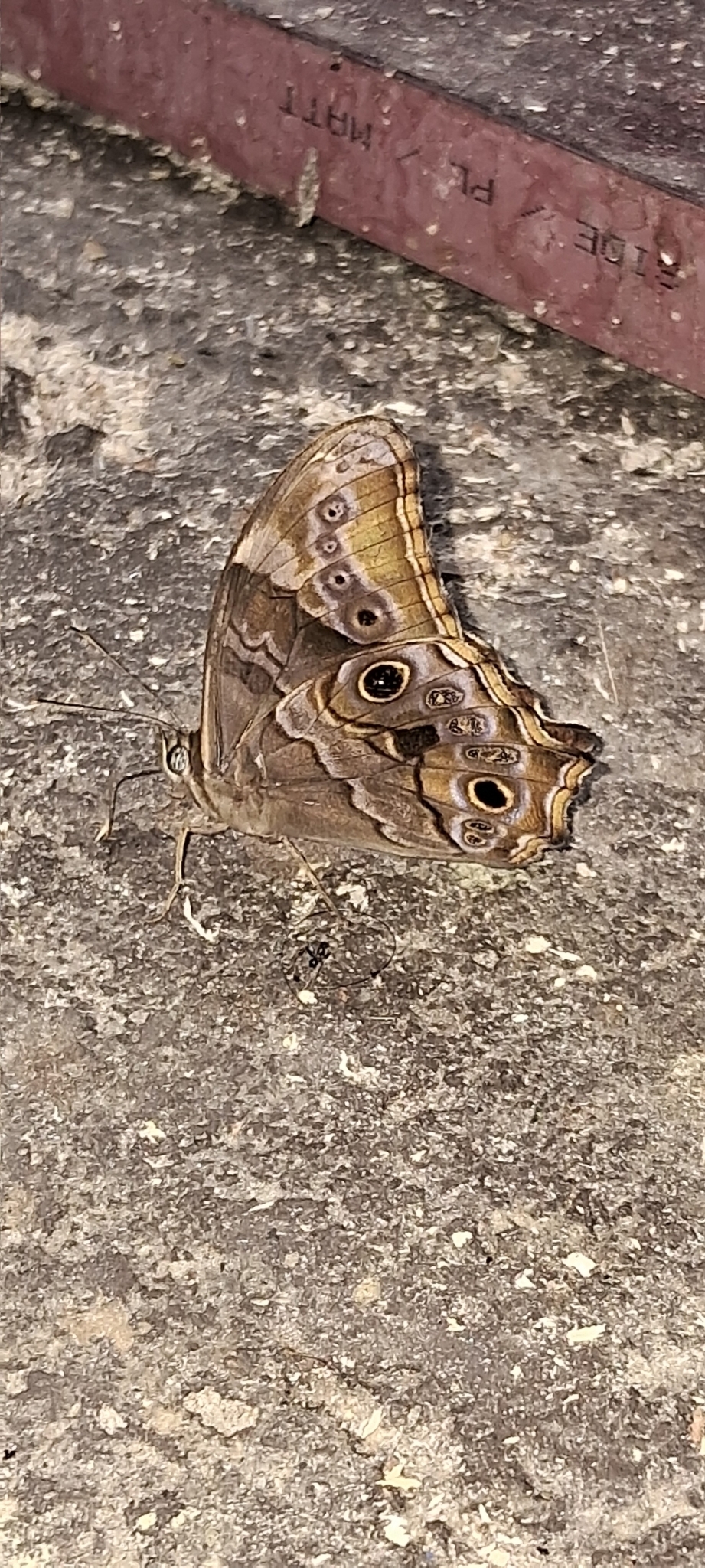 Two-Eyed Treebrown