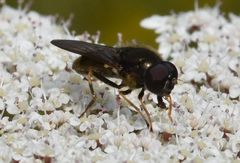 Cheilosia scutellata