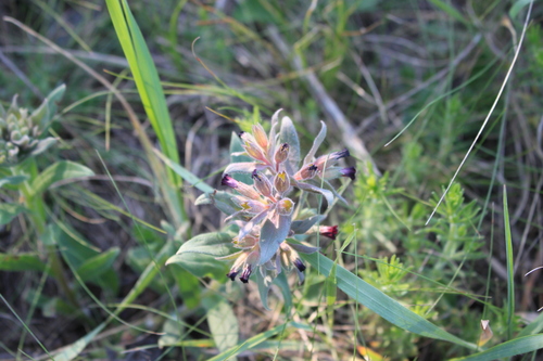 Brown Monkwort