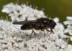 Cheilosia scutellata
