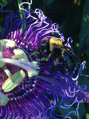 Xylocopa virginica texana