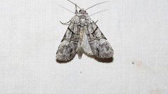 Sympistis chionanthi