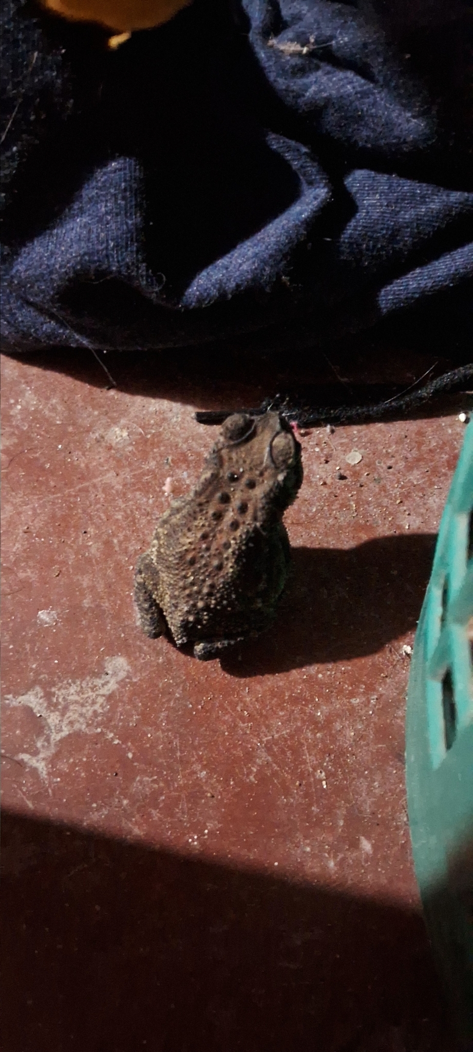 Indian Common True Toad