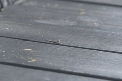 Lygodactylus bradfieldi