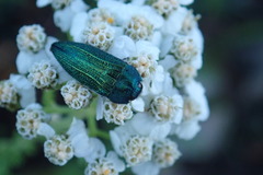 Acmaeodera resplendens