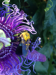 Xylocopa virginica texana