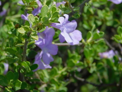 Leucophyllum laevigatum