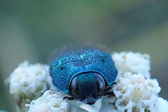 Acmaeodera resplendens