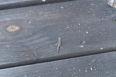 Lygodactylus bradfieldi