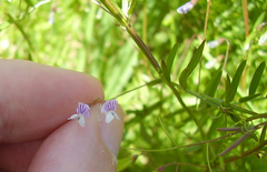 Vicia tetrasperma