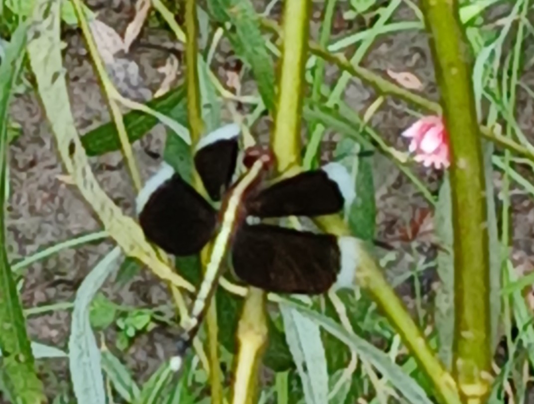 Pied Paddy Skimmer