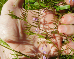 Vicia tetrasperma