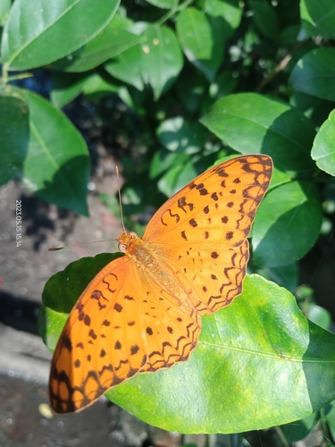 Common Leopard