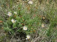 Xanthisma blephariphyllum