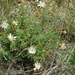 Xanthisma blephariphyllum - Photo (c) Mayela Rodríguez González, some rights reserved (CC BY-NC), uploaded by Mayela Rodríguez González