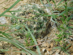 Coryphantha compacta