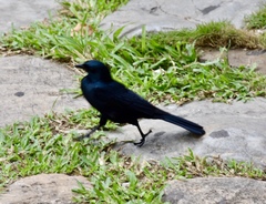 Ptiloxena atroviolacea